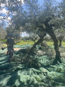 Read more about the article Μεσσηνία: Καλύτερη η φετινή παραγωγή ελαιολάδου – Χαμηλότερες οι τιμές