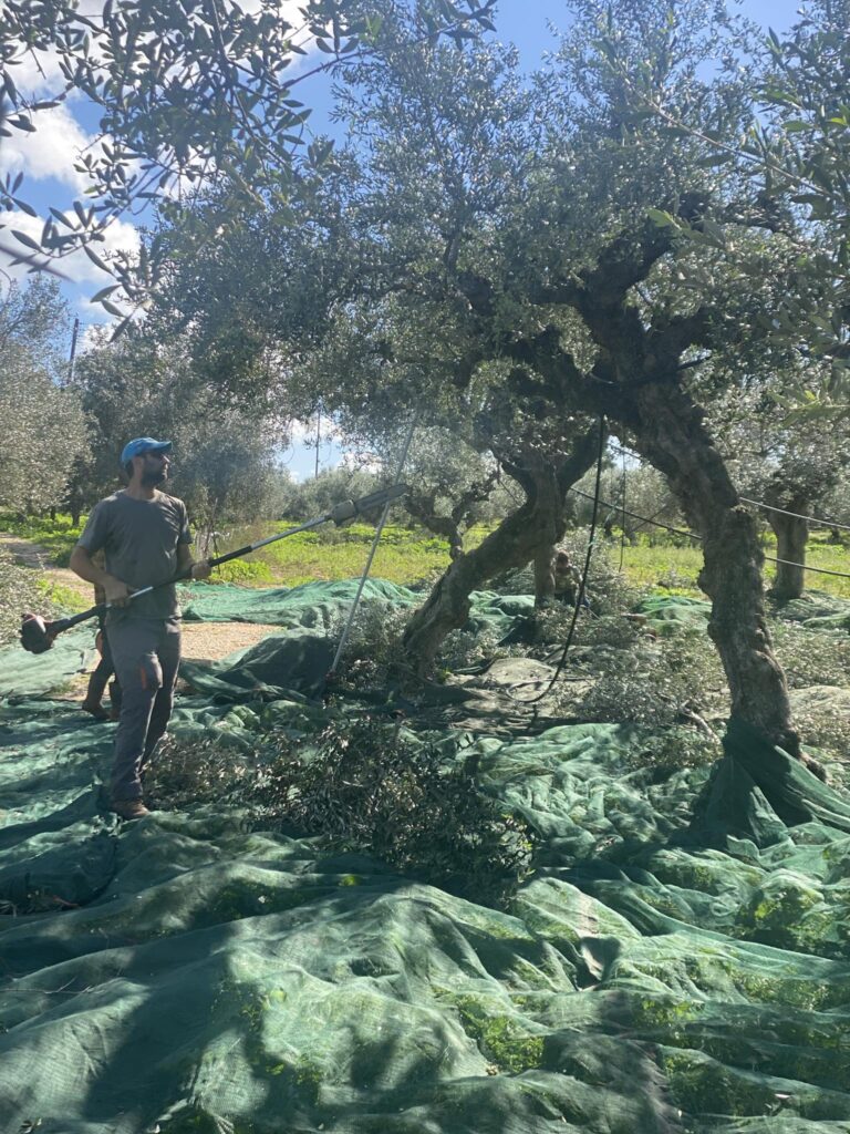 You are currently viewing Μεσσηνία: Καλύτερη η φετινή παραγωγή ελαιολάδου – Χαμηλότερες οι τιμές