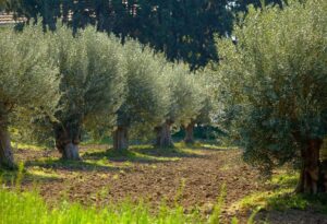 Read more about the article Αρκαδία: Καθολική η ακαρπία σε ελαιοκαλλιέργειες στο Ελαιοχώρι