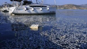 Read more about the article Μηνύσεις επαγγελματικών φορέων για την οικονομική ζημιά από τα νεκρά ψάρια στον Παγασητικό