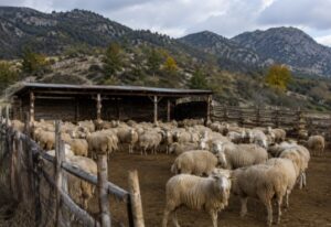 Read more about the article Μεσσηνία: Πρώτο κρούσμα ευλογιάς αιγοπροβάτων στο Δεσύλλα – Θανατώθηκαν 220 πρόβατα