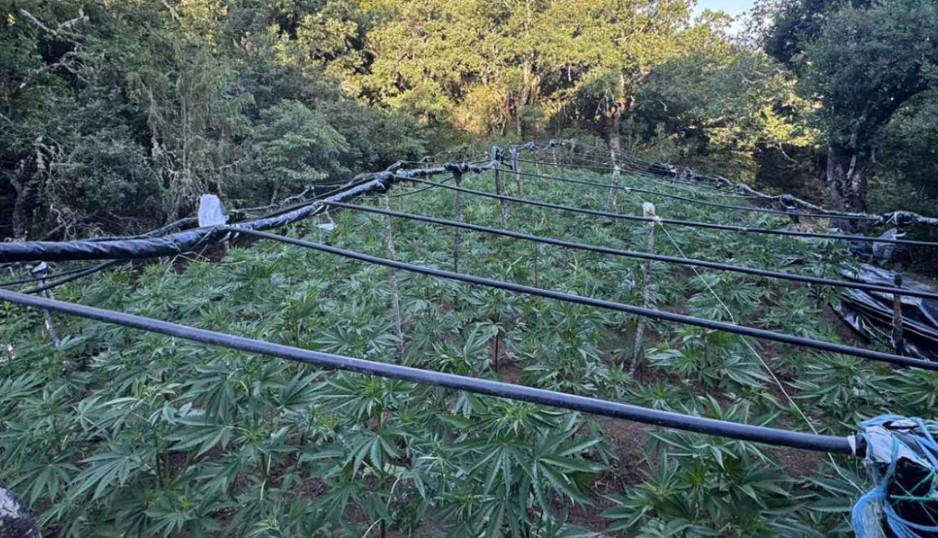 Φυτεία με 336 δενδρύλλια κάνναβης βρέθηκε στην Κορινθία, πάνω από 500.000 ευρώ το κέρδος για τους διακινητές