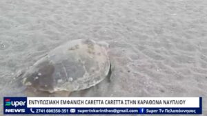Read more about the article ΕΝΤΥΠΩΣΙΑΚΗ ΕΜΦΑΝΙΣΗ CARETTA CARETTA ΣΤΗΝ ΚΑΡΑΘΩΝΑ ΝΑΥΠΛΙΟΥ (ΒΙΝΤΕΟ)