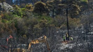 Read more about the article Ποια είναι τα δέντρα που μπορούν να γίνουν «ασπίδα» για το σπίτι σας απέναντι στις πυρκαγιές