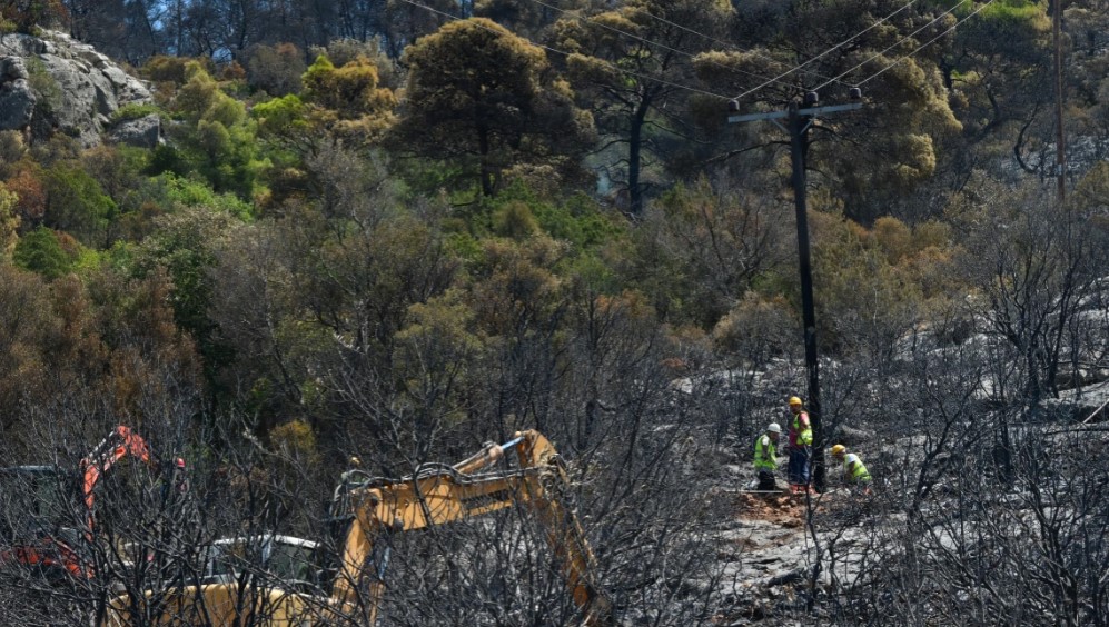 Ποια είναι τα δέντρα που μπορούν να γίνουν «ασπίδα» για το σπίτι σας απέναντι στις πυρκαγιές