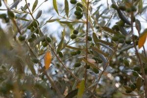 Read more about the article Γ.Ανδριανός: Υπογράφηκαν οι συμβάσεις για τα υλικά δακοκτονίας 2026–2028 και ξεκίνησαν ήδη οι παραδόσεις