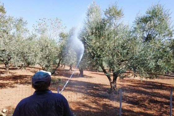 Οι ψεκασμοί δακοκτονίας στην Αρκαδία (22-24.8.2026)