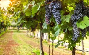 Read more about the article Έναρξη Υποβολής Αιτήσεων για την χορήγηση Νέων Αδειών Φύτευσης Οινάμπελων 2027