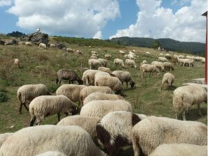 Read more about the article Πάνω από 4,1 εκατ. ευρώ σε καλλιεργητές μηδικής έξι ακόμη Περιφερειακών Ενοτήτων – Επεκτείνεται η στήριξη για τις επιπτώσεις από τα μέτρα αντιμετώπισης της ευλογιάς