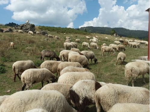 Πάνω από 4,1 εκατ. ευρώ σε καλλιεργητές μηδικής έξι ακόμη Περιφερειακών Ενοτήτων – Επεκτείνεται η στήριξη για τις επιπτώσεις από τα μέτρα αντιμετώπισης της ευλογιάς