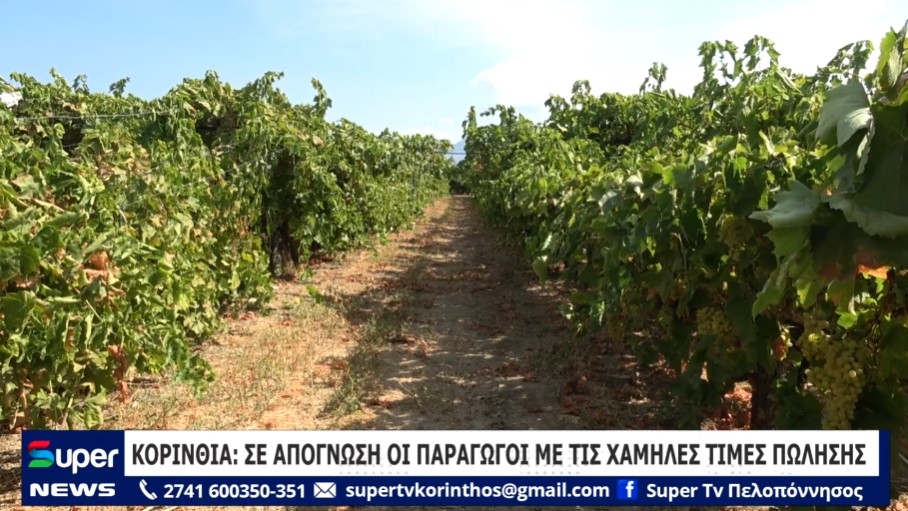 ΚΟΡΙΝΘΙΑ: ΣΕ ΑΠΟΓΝΩΣΗ ΟΙ ΠΑΡΑΓΩΓΟΙ ΜΕ ΤΙΣ ΧΑΜΗΛΕΣ ΤΙΜΕΣ ΠΩΛΗΣΗΣ (ΒΙΝΤΕΟ)