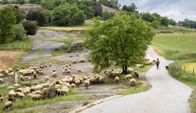 ΥΠΑΑΤ: Επικαιροποιείται το πλαίσιο αντιμετώπισης του αφθώδους πυρετού