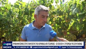 Read more about the article Προβληματισμός στους παραγωγούς της Κορινθίας από τις βροχές – Σε εξέλιξη η συγκομιδή της σουλτανίνα (Βίντεο)