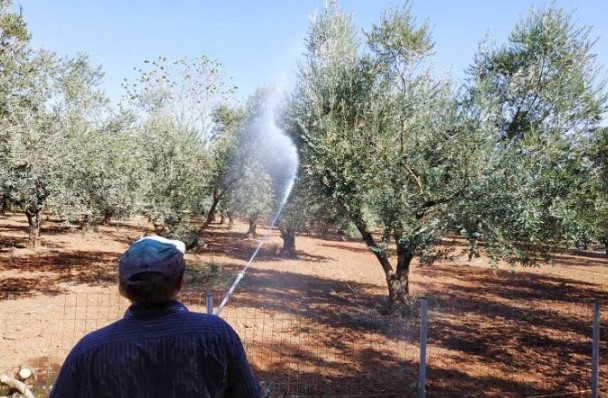 Οι επόμενοι ψεκασμοί δακοκτονίας στην Αρκαδία 
